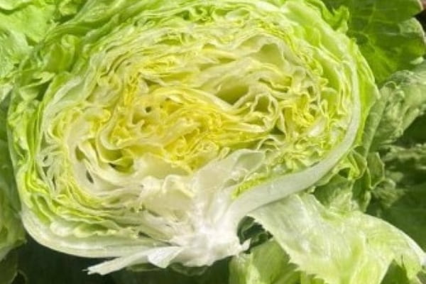 تصویر 1 از خرید کاهو پیچ سالادی + بهترین قیمت